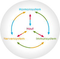 Nervensystem, Immunsystem und Hormonsystem