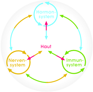 Hormone im Immunsystem